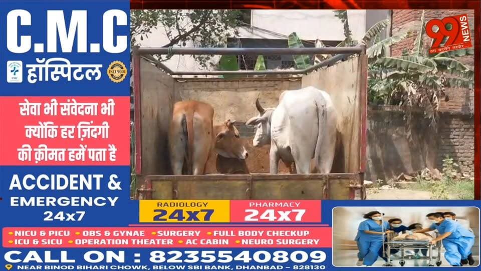 #धनबाद : #मटकुरिया #चेकपोस्ट के पास #गौवंश से #लदा #वाहन #पकड़ा #गया, #एक #व्यक्ति #हिरासत में