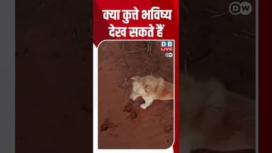 क्या कुत्ते भविष्य देख सकते हैं #dwscience #health #DogFacts