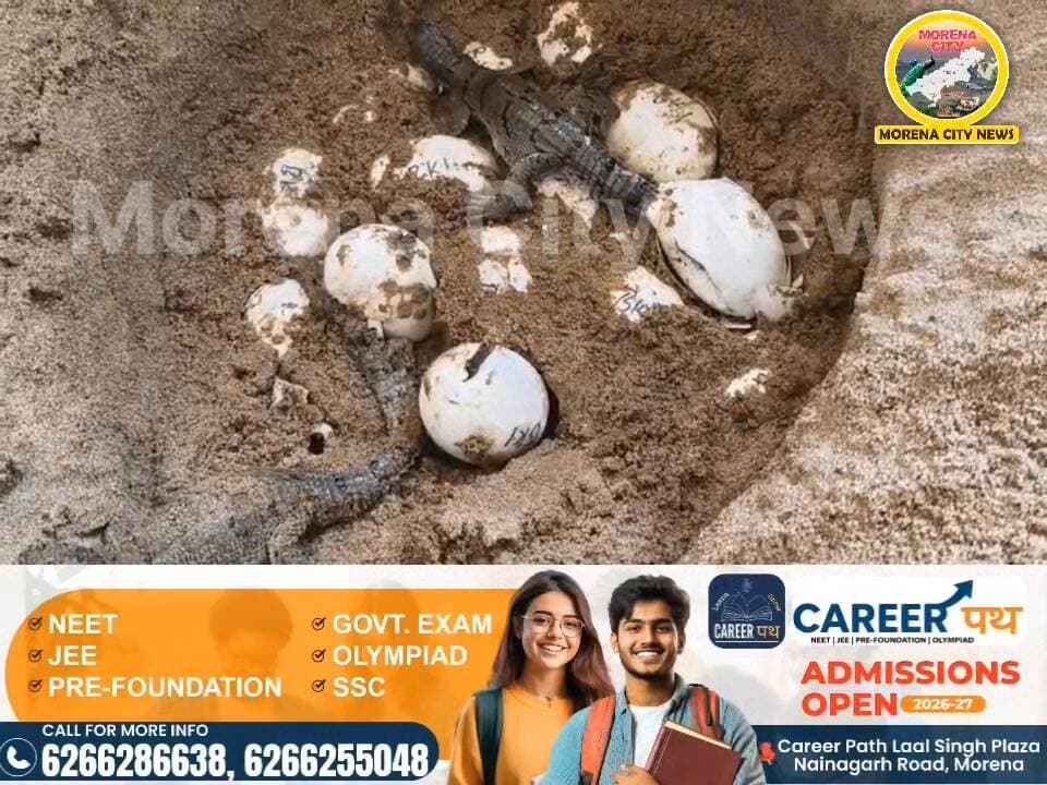 चंबल में गूंजीं खुशियां, 200 अंडों में से 70 में घड़ियाल शावकों का हुआ जन्म
#Gharial #Chambal #चंबल #घड़ियाल #NationalCh...