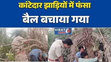 रीवा:सोहागी पुलिस की इंसानियत की मिसाल”“कांटेदार झाड़ियों में फंसा बैल बचाया गया#Rewa #Sohagi #Teonthar #MadhyaPradesh #...