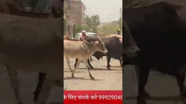 #मेवात #वायरल_वीडियो #news #cow #गाय