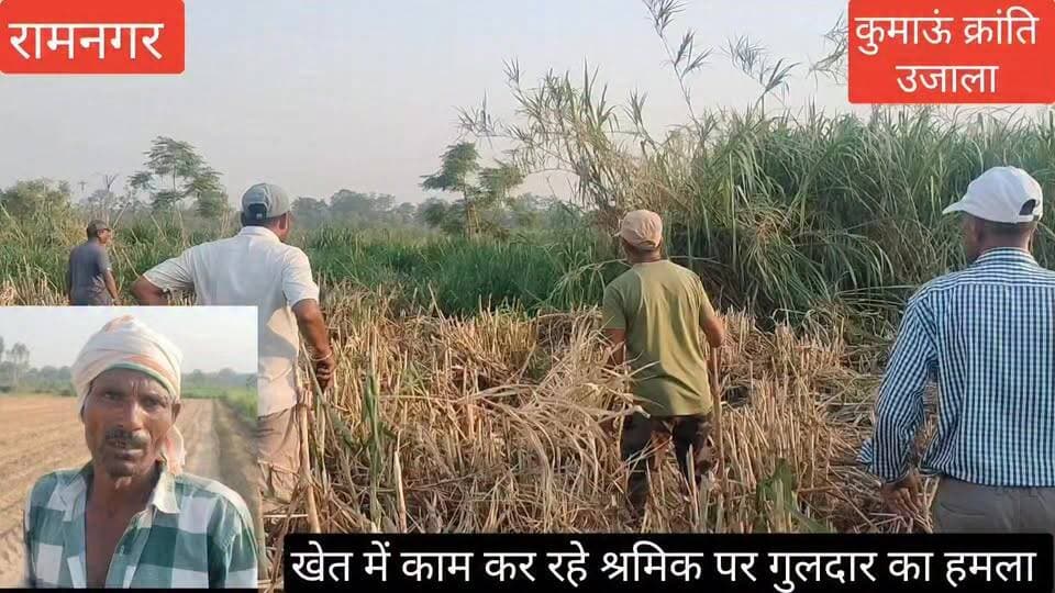 #रामनगर के #मालधन क्षेत्र में #खेत में काम कर रहे #श्रमिक पर गुलदार ने हमला बोल दिया, जिसके बाद #श्रमिक की #बमुश्किल जान...