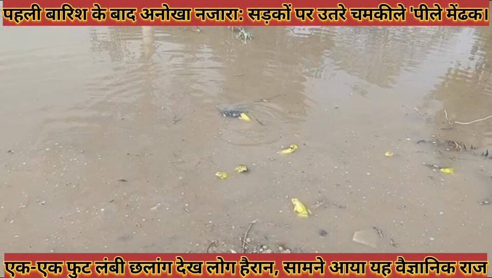 #पहली_बारिश_के_बाद_अनोखा_नजारा_सड़कों_पर_उतरे #चमकीले_पीले_मेंढक_एक_एक_फुट_लंबी_छलांग_देख_लोग #हैरान
#pahli #barish #ke #baad #anokha #najara #sadako #par #utare #chamkile #pile #medhak #ek #ek #fut #lambi #chhalag #dekh #log #heran #news #didwanajila