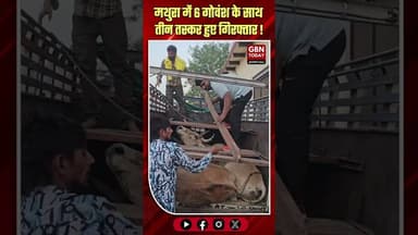 मथुरा: 6 गोवंश के साथ तीन अंतरराज्यीय तस्कर गिरफ्तार #MathuraNews #KosiKalan #AntiCowSmuggling