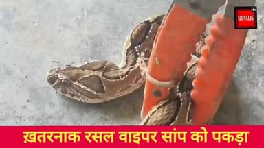 छछरौली के शेरपुर सिंहपुरा में बिजली बोर्ड के शिकायत केन्द्र के कमरे में घुसा ख़तरनाक रसल वाइपर,वाइड लाइफ की रेस्क्यू टीम ने किया काबू
#hr71 #Sadora #iran #jagadhri #cmoharyana #haryana #khansir #rasalviper #snacks