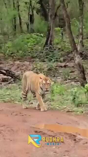 అమ్రాబాద్ నల్లమల్ల అడవుల్లో పులులు తారస పడుతూ పర్యాటకులకు కనువిందు చేస్తున్న దృశ్యం