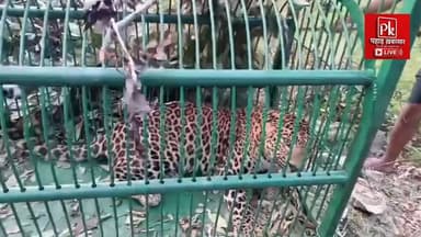 🐆 आख़िरकार पिंजरे में कैद हुआ "कोलाकांडी का आतंक"!
ग्राम कोलाकांडी, पट्टी नांदलस्यूँ (पौड़ी) में लंबे समय से ग्रामीणों की चिंता बना गुलदार आखिरकार वन विभाग के पिंजरे में कैद हो गया। वन कर्मचारियों की लगातार निगरानी, धैर्य और मेहनत रंग लाई और गुलदार को सुरक्षित तरीके से पकड़ लिया गया।
अब जनाब कुछ दिन "सरकारी मेहमान" बनकर वन विभाग की निगरानी में रहेंगे, जबकि ग्रामीणों ने राहत की सांस ली है। 😄
वन विभाग की टीम को इस सफल अभियान के लिए बधाई, लेकिन सवाल यह भी है कि क्षेत्र में बढ़ते मानव-वन्यजीव संघर्ष का स्थायी समाधान कब निकलेगा?
#PauriGarhwal #Guldar #ForestDepartment #Nandalsyun #Pauri #Uttarakhand #SocialMediaPost 🐆🌲