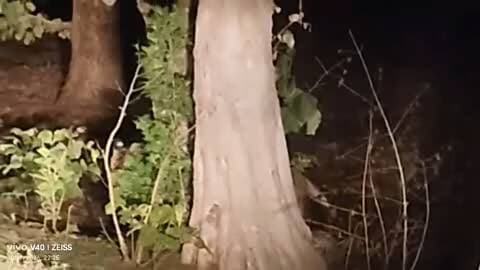 ग्राम पाथरी और थोटामाल के बीच दिखा अचानक बाघ गाड़ी में सवार सभी लोग हक्के-बक्के हुए हैं