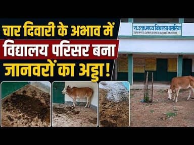 चार दिवारी के अभाव में विद्यालय परिसर बना जानवरों का अड्डा#npj #newspoint