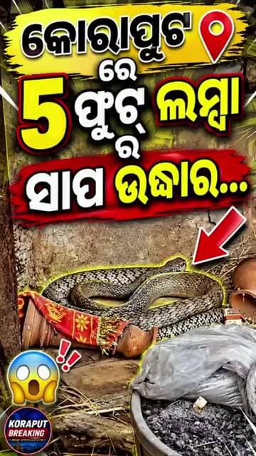 କୋରାପୁଟ - କୋରାପୁଟର ଏକ ଅଞ୍ଚଳରୁ ପ୍ରାୟ ୫ ଫୁଟ୍ ଲମ୍ବା ସାପ ଉଦ୍ଧାର ହୋଇଛି। #shorts #shortsfeed #snake#news