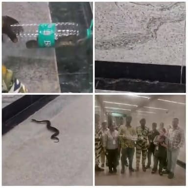 मुंबई मेट्रो स्टेशन के बेसमेंट में मिला भारत के सबसे ज़हरीले सांपों में से एक रसेल वाइपर!
मुंबई के BKC Aqua Metro Line 3 स्टेशन के बेसमेंट-2 में मंगलवार सुबह एक रसेल वाइपर (Russell’s Viper) दिखाई दिया, जो भारत के सबसे विषैले सांपों में गिना जाता है। बताया गया कि सांप काफी डिहाइड्रेटेड था, इसलिए रेस्क्यू टीम ने उसे पहले पानी पिलाया। इसके बाद सुरक्षित तरीके से उसका रेस्क्यू कर वन विभाग के दिशा-निर्देशों के अनुसार उसे उसके प्राकृतिक आवास में छोड़ दिया गया। 🐍💧🙏
#Mumbai #MetroStation #RussellsViper #SnakeRescue #Wildlife #MumbaiMetro #BKC #AnimalRescue #Nature #ForestDepartment #ViralNews #IndiaNews #BharatNamaNews #WildlifeConservation #TrendingNews 🐍🚇