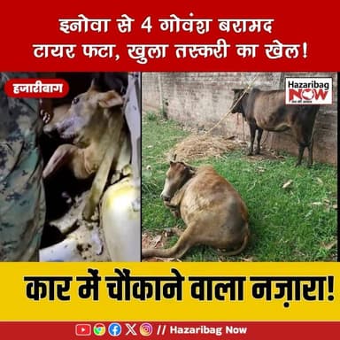 हजारीबाग में पशु तस्करी नाकाम, इनोवा से 4 गोवंश बरामद
मुहर्रम ड्यूटी के दौरान दारू थाना पुलिस ने इनोवा से 4 गोवंश बरामद किए। तस्कर अंधेरे का फायदा उठाकर फरार हो गए। वाहन जब्त, छापेमारी जारी।
#Hazaribagh #Jharkhand #BreakingNews #Police #Crime #CowSmuggling #LatestNews