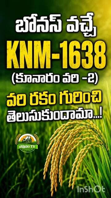 KNM-1638 వరి రకం ఎందుకు స్పెషల్? | బోనస్ వచ్చే వరి పూర్తి సమాచారం || Evusam Tv