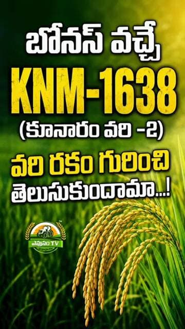 బోనస్ వచ్చే KNM-1638 (కూనారం వరి-2) | రైతులు తప్పక తెలుసుకోవాల్సిన వరి రకం!