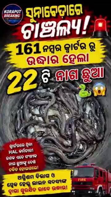 😱 ଘର ଭିତରୁ ବାହାରିଲେ ୨୨ଟି ନାଗ ଛୁଆ! ସୁନାବେଡାରେ ଚାଞ୍ଚଲ୍ୟ #shorts #Koraput #viral#Sunabeda #SnakeRescue