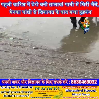 पहली बारिश में डेरी बनी तालाब! पानी में घिरीं भैंसें, मेनका गांधी से शिकायत के बाद मचा हड़कंप | #Badaun #AnimalWelfare #MenakaGandhi #Waterlogging #BreakingNews #UPNews #ViralNews #nekpur