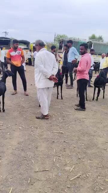 शेळ्यांचा आठवडा बाजार बेगमपूर