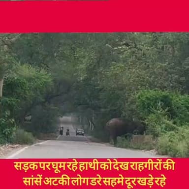जगाधरी पौंटासाहिब नेशनल हाईवे पर कलेसर के पास नेशनल पार्क से सड़क पर निकला हाथी, राहगीरों की अटकी सांसें
#hr71 #Sadora #jagadhri #YNR #dcynr #widelife #kalesarnationalparck #elephants #nhi