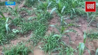 रहस्यमय बीमारी से सूखने लगी मक्की की फसल
हिमाचल समय - Himachal Samay Media #himachal #crop