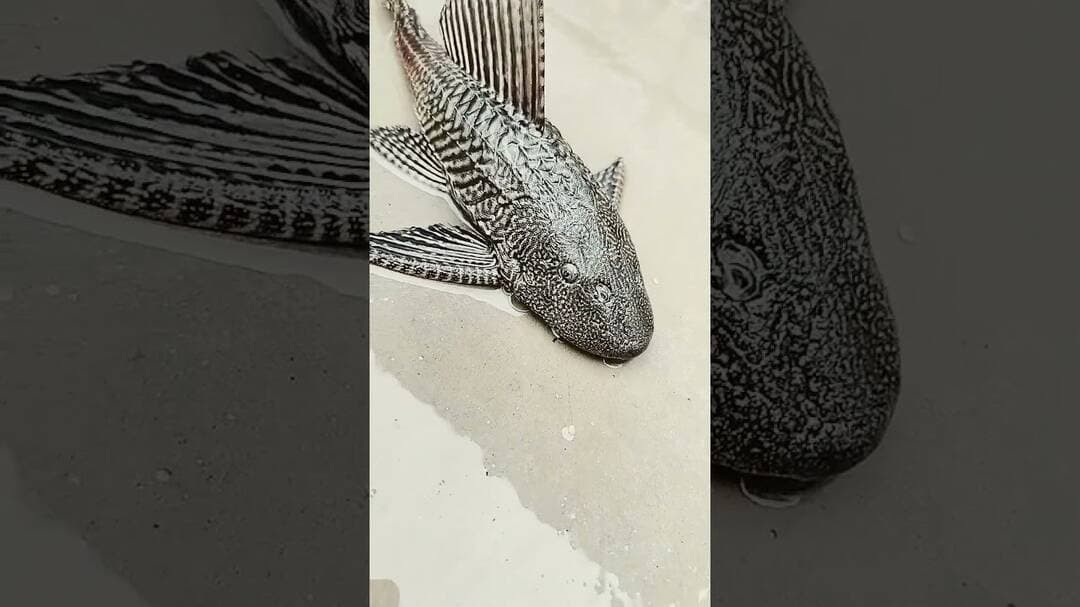 African fish #shortviral