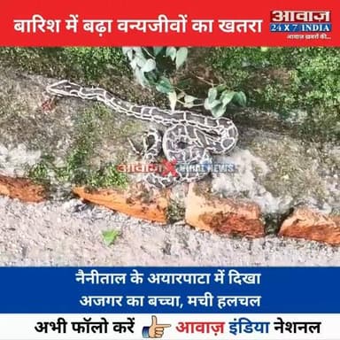 #नैनीताल के #अयारपाटा में दिखा #अजगर का बच्चा! #सभासद ने दिखाई सूझबूझ, सुरक्षित रे#स्क्यू कर वन विभाग को सौं#पा
#AwaazIndianational #Uttarakhand #Nainital #AyarpataArea #Python #Snak #ViralVideo #ForestDepartment #NainitalPolice #viralnews