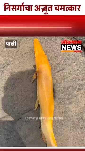 निसर्गाचा अद्भूत चमत्कार;अंबा नदीत आढळला परदेशी व दुर्मिळ 'अल्बिनो एलीगेटर गार' मासा