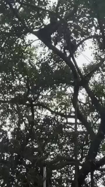 संपूर्ण कर्जमाफीसाठी रविकांत तुपकर यांचे तीन समर्थक गळफास घेऊन मंत्रालयासमोरच्या झाडावर चढले..