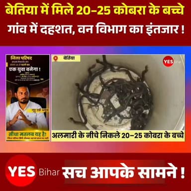 Bihar news : बेतिया मे अलमारी के नीचे निकले 20–25 कोबरा के बच्चे, बरवा सानी गांव में दहशत, वन विभाग का इंतजार। पश्चिमी चंपारण जिले के योगापट्टी प्रखंड की सिसवा बैरागी पंचायत के बरवा सानी गांव में गुरुवार देर रात एक हैरान कर देने वाली घटना सामने आई। गांव निवासी जोखन यादव के घर में अलमारी के नीचे से एक साथ लगभग 20 से 25 कोबरा सांप के बच्चे निकलने से पूरे परिवार में अफरा-तफरी मच गई। घटना के बाद आसपास के ग्रामीणों में भी दहशत का माहौल बन गया। परिजनों ने बताया कि गुरुवार रात घर में रखी अलमारी के नीचे से सामान निकालने के दौरान अचानक कई छोटे-छोटे कोबरा के बच्चे दिखाई दिए। पहले तो परिवार के लोगों को अपनी आंखों पर विश्वास नहीं हुआ, लेकिन देखते ही देखते एक के बाद एक कई सांप के बच्चे बाहर निकलने लगे। इससे घर में मौजूद सभी लोग घबरा गए और तुरंत सुरक्षित स्थान पर चले गए।घटना की सूचना तत्काल वन विभाग को दी गई। हालांकि, शुक्रवार दोपहर तक विभाग का कोई अधिकारी या कर्मचारी मौके पर नहीं पहुंचा था। इससे परिवार की चिंता और बढ़ गई है। आशंका जताई जा रही है कि घर के आसपास या अलमारी के नीचे कोबरा का बिल हो सकता है, जिससे और भी सांप निकल सकते हैं। जोखन यादव ने बताया कि परिवार के लोगों ने सावधानी बरतते हुए कुछ कोबरा के बच्चों को बाल्टी में सुरक्षित रखा है, ताकि वे इधर-उधर फैलकर किसी को नुकसान न पहुंचाएं। वहीं, घटना की जानकारी मिलते ही बरवा सानी सहित आसपास के गांवों से बड़ी संख्या में लोग सांपों को देखने के लिए पहुंचने लगे। लोगों की भीड़ जुटने से मौके पर कौतूहल का माहौल बना रहा।ग्रामीणों ने वन विभाग से तत्काल मौके पर पहुंचकर सभी सांपों का सुरक्षित रेस्क्यू करने तथा घर की जांच कराने की मांग की है। ग्रामीणों का कहना है कि यदि समय रहते कार्रवाई नहीं हुई तो किसी बड़ी दुर्घटना से इनकार नहीं किया जा सकता। विशेषज्ञों का कहना है कि इस तरह की स्थिति में सांपों को पकड़ने या मारने का प्रयास नहीं करना चाहिए। लोगों को सुरक्षित दूरी बनाए रखनी चाहिए और केवल प्रशिक्षित वन विभाग या रेस्क्यू टीम की मदद लेनी चाहिए, ताकि किसी भी प्रकार की जनहानि से बचा जा सके।#Bettiah #WestChamparan #Bihar #Yogapatti #BarwaSani #Cobra #SnakeRescue #ForestDepartment #Wildlife #SnakeAlert #BreakingNews #ViralNews #IndianVillages #Nature #RescueOperation #CobraSnake #PublicSafety #NewsUpdate #Trending #India