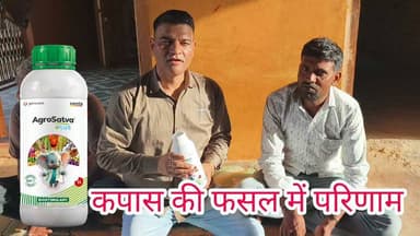 कपास की फसल में अग्रसत्व प्लस का फायदा किसान बताते हुए। #अग्रसत्व #kapas #cotton