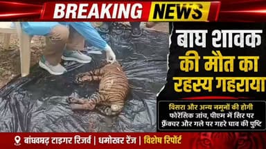 💥 बांधवगढ़ टाइगर रिजर्व में बाघ शावक की मौत का रहस्य गहराया।
3–4 माह की मादा बाघ शावक के पोस्टमार्टम में सिर पर फ्रैक्चर और गले पर गहरे घाव मिलने की पुष्टि हुई है। विसरा और अन्य नमूनों को फोरेंसिक जांच के लिए भेजा गया है। अब सभी की नजर जांच रिपोर्ट पर है, जिससे मौत की वास्तविक वजह सामने आएगी।
💥 बांधवगढ़ टाइगर रिजर्व | धमोखर रेंज,
#Bandhavgarh #BandhavgarhTigerReserve #TigerCub #Tiger #Wildlife #Forest #MadhyaPradesh #Umaria #BreakingNews