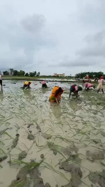 खेत में रोपनी करती दिखीं राजद नेत्री सीमा कुशवाहा, वीडियो से दिया संघर्ष का संदेश