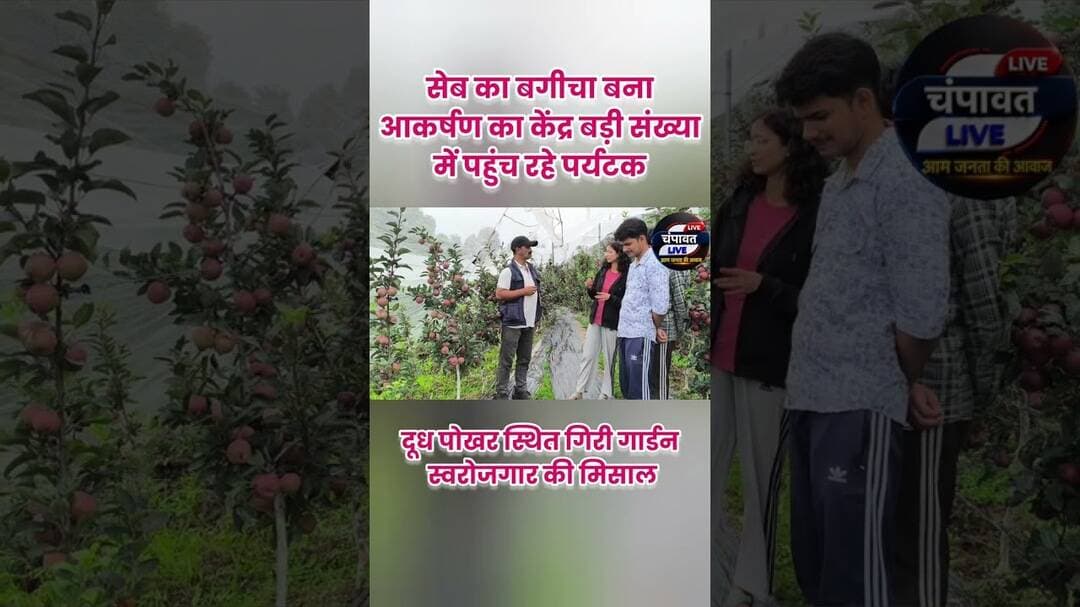 #युवा_कृषक कमल गिरी बने #बागवानी के #रोल_मॉडलसेब का बगीचा बना आकर्षण का केंद्र #Champawatlive