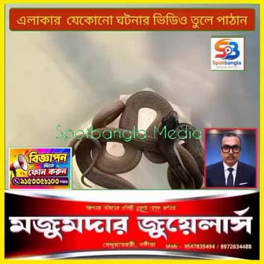 আবারো বেথুয়াডহরীর দুই জায়গা থেকে দুটি গোখরা সাপ উদ্ধার ঘিরে চাঞ্চল্য