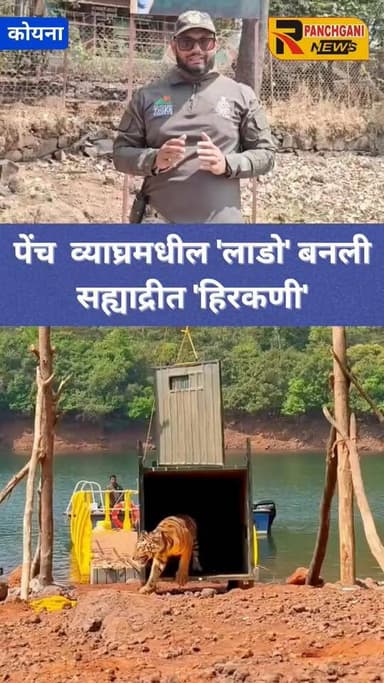 पेंच व्याघ्रमधील 'लाडो' बनली सह्याद्रीत 'हिरकणी'
बामणोली: पश्चिम घाटातील सह्याद्री व्याघ्र प्रकल्पातील 'ऑपरेशन तारा' उपक्रमाअंतर्गत वनविभागाने शनिवारी (दि. ७) सकाळी आणखी एका वाघिणीचे यशस्वी स्थलांतर केले, पैच व्याच प्रकल्पातील नागलवाडी वनपरिक्षेत्रातून आणलेल्या या 'लाडो' नावाच्या वाधिणीस कोअर क्षेत्रातील डिसोली येथे नदीकिनारी निसर्गमुक्त केले. यामुळे डिचोली, अंगटी, पाली, करंजवडे, शिरशिंगे या एकेकाळी पट्टेरी वाघाचं अस्तित्व खोऱ्यांमध्ये काही दशकांनंतर आता पुन्हा दिसणार आहे.