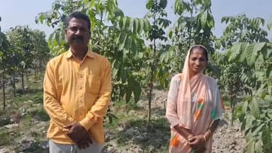 हरित क्रांति से बदली हरपुर बरहेता की सूरत, 50 हजार पौधों ने संवारा 300 परिवारों का भविष्य