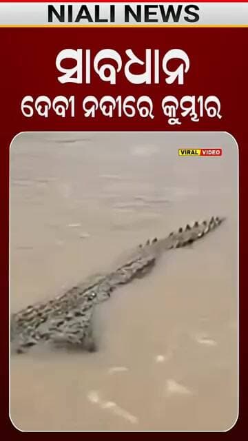 ଦେବୀ ନଦୀରେ କୁମ୍ଭୀର | Shorts | Devi River | Niali News