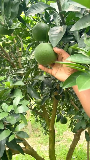 গাছ থেকে ফল পেরে খাওয়ার মজাই আলাদা …..