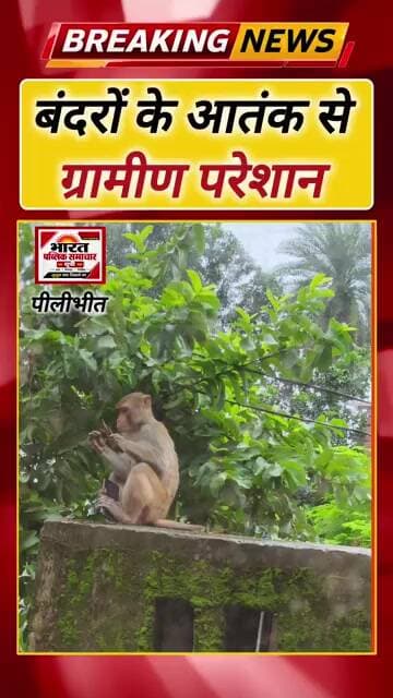 पीलीभीत में बंदरों का आतंक! घरों में घुसकर मोबाइल-कपड़े ले जा रहे बंदर, #bharatpublicsamachar