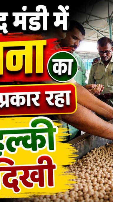 आज धामनोद मंडी में डालर चना का भाव इस प्रकार रहा...
आज डॉलर चना में हल्की तेजी देखने को मिली...
06 अगस्त 2026
Dhamnod Mandi Bhav
.
.
.
.
.
.
.
.
.
.
.
.
.
.
.
.
.
.
#dhamnodmandibhav #dhamnodmandi #mandibhavtoday #dollarchanamandibhav #dollarchanakabhav