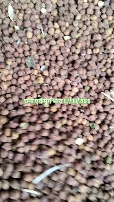 चना एवं मूंग भाव #mandi #चना #moong #भाव