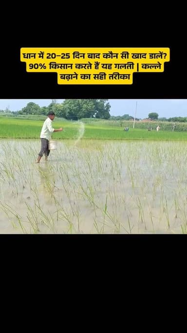 धान में कल्ले नहीं निकल रहे? 20–25 दिन पर यह 3 खाद जरूर डालें #धान #Paddy #RiceFarming #धानकीखेती #कल्ले #Urea