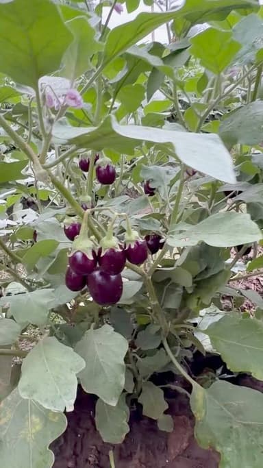 बेंगन की सबसे टॉप वेरायटी
#reel #brinjal #Viral
#Agriculture
