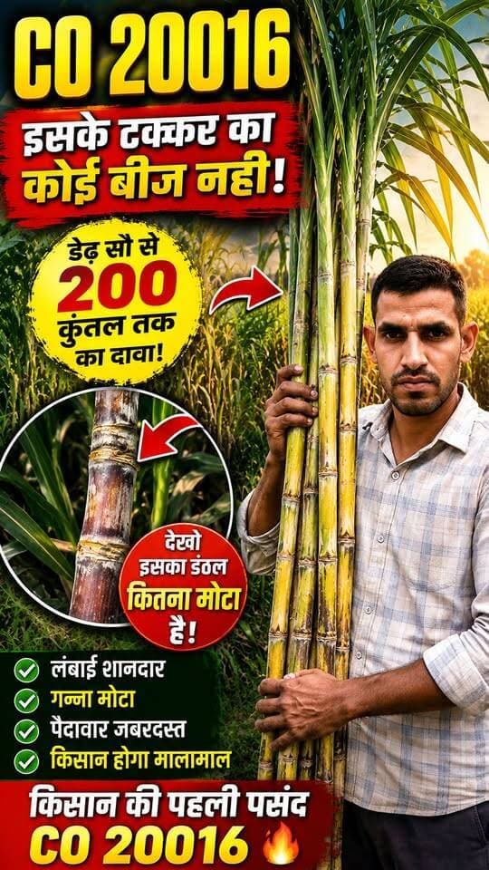 “इतना मोटा गन्ना आपने पहले कभी देखा है? 😱 ये है CO 20016!” 🔥#CO20016 #CO20016Ganna #Ganna #Sugarcane #GannaVariety #Kisan #KisanSathi