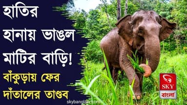 ফের দাঁতালের তাণ্ডব! বাঁকুড়ার বড়জোড়ায় হাতির হানায় ভাঙল মাটির বাড়ি
#bankura #bankuranews #elephant #bankuradistrictforest #highlight #skybangla