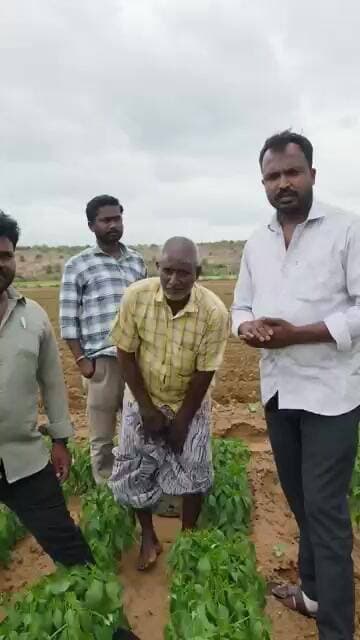#మిరప లో స్ప్రే #వేగ రిజల్ట్ సూపర్
