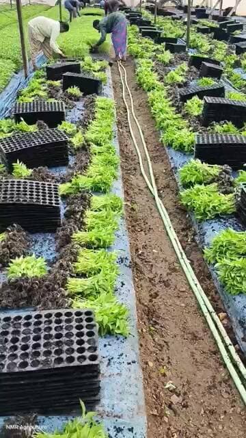 #మిర్చి తోట వేస్తున్నాము!! Mirchi cultivation #chili #sagu