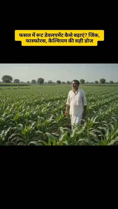 फसल की जड़ों में नहीं बढ़ रही ग्रोथ? ये पोषक तत्व जरूर दें #RootDevelopment #जड़विकास #फसलकीखेती #किसान #कृषि