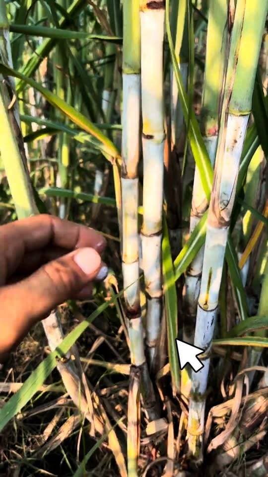 COH-191 गन्ना सच में दमदार है या सिर्फ नाम का शोर? 🌾 खेत में खुल गया राज!#COH191 #गन्ना #गन्नेकीखेती #Sugarcane #sugarcanefarmin
Navdeep Singh
