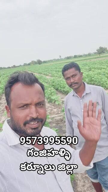 పత్తి పంట లో స్ప్రే