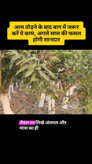आम के पेड़ में खाद कब और कितनी डालें? तुड़ाई के बाद पूरी देखभाल #आमकीखेती #आमकीफसल #आमकाबाग #आमकीतुड़ाई #MangoFarming